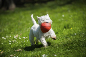 iStock_61200828_dog